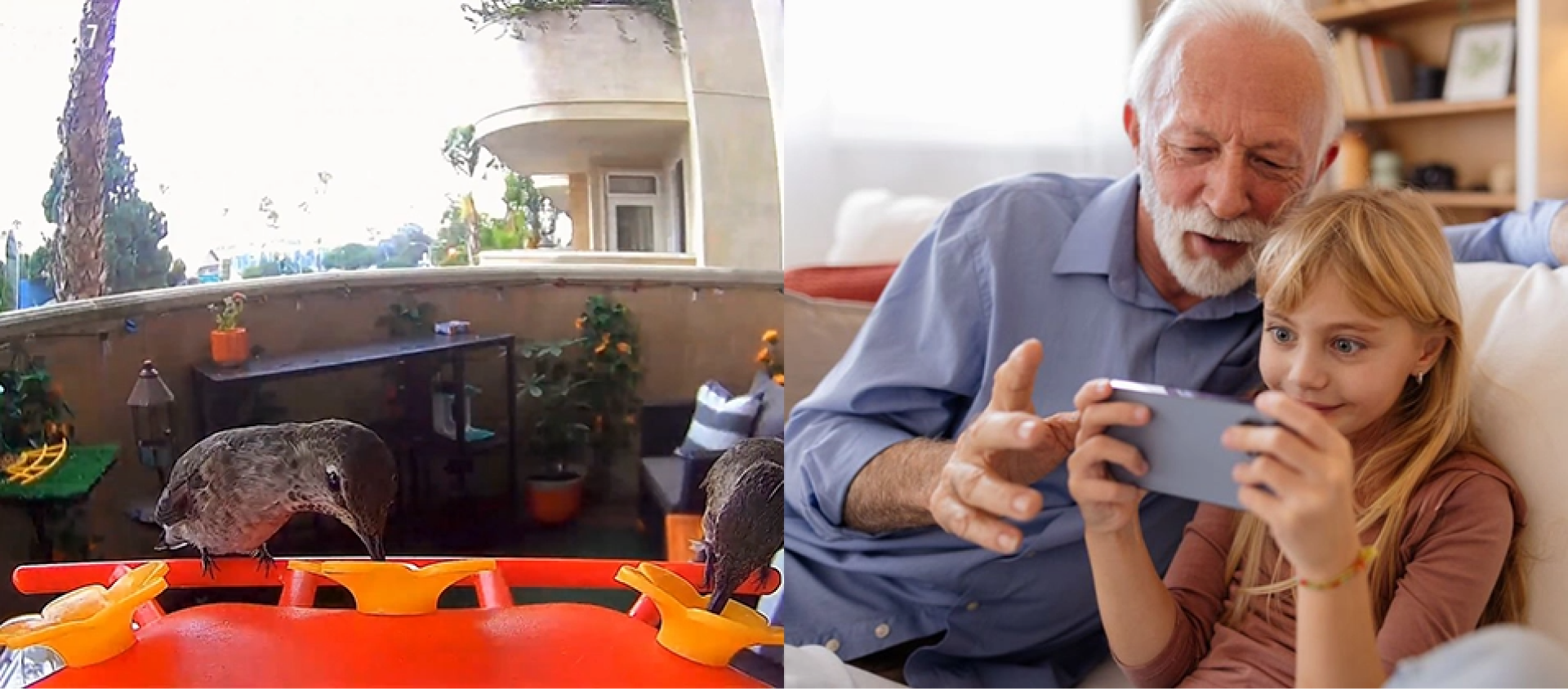 Hummingbird feeder in action