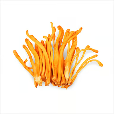 Cordyceps: Muscle Support Guardian