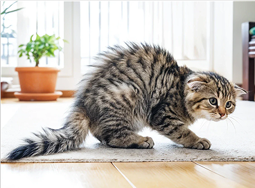 Stressed cat with arched back